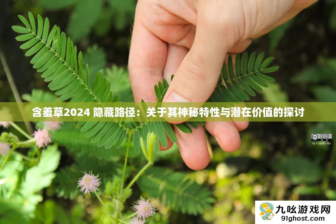含羞草2024 隐藏路径