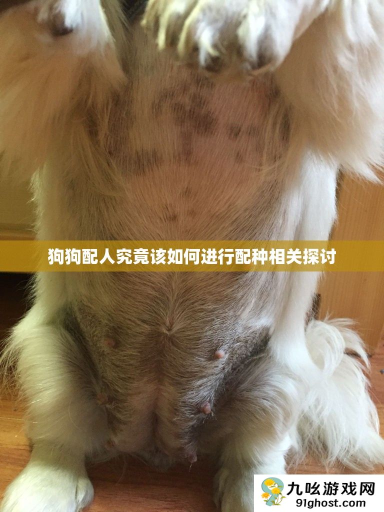 狗狗配人究竟该如何进行配种相关探讨