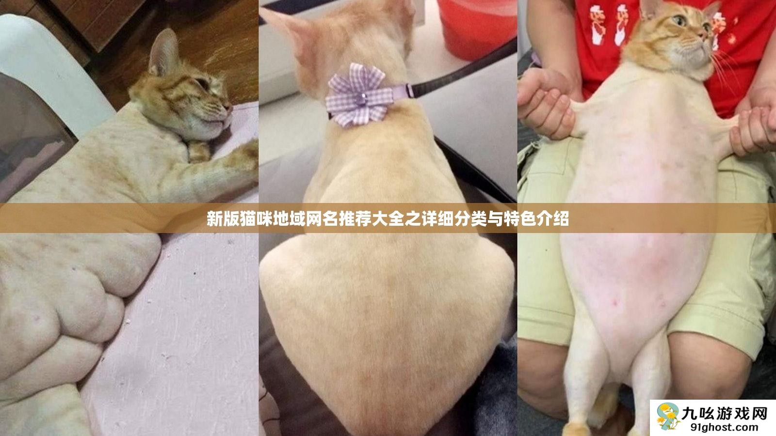 新版猫咪地域网名推荐大全之详细分类与特色介绍