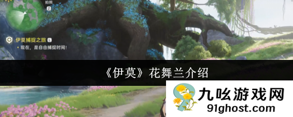 《伊莫》花舞兰介绍