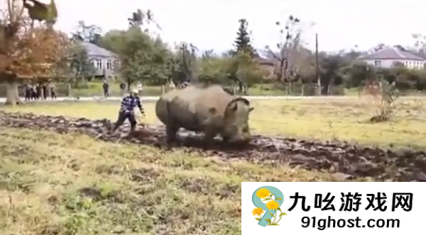 犀牛这么强壮 为何人类没驯服它们来耕地