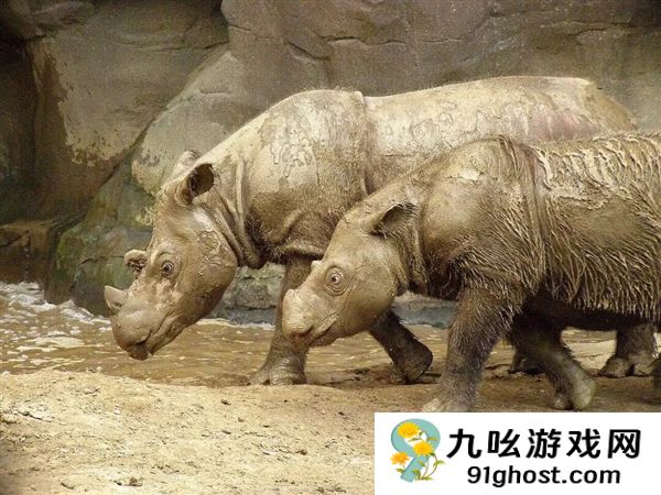 犀牛这么强壮 为何人类没驯服它们来耕地