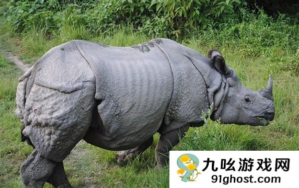 犀牛这么强壮 为何人类没驯服它们来耕地