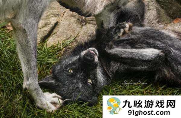 犀牛这么强壮 为何人类没驯服它们来耕地