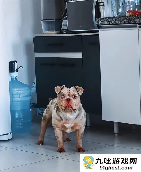 睡梦中被爱犬咬掉一根脚趾！男子选择原谅：称是一场意外