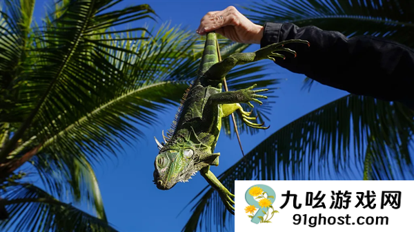 小心头被砸！佛罗里达州“蜥蜴雨”限时回归了