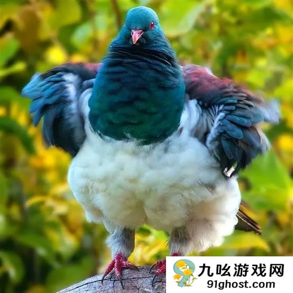 小心头被砸！佛罗里达州“蜥蜴雨”限时回归了