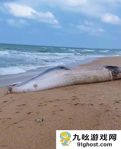 一头鲸鱼在海南沙滩搁浅 体长12.2米 重5-6吨 当地：发现时已死亡