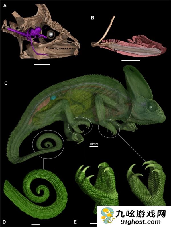 变色龙360视野秘密被破解：螺旋状视神经是关键