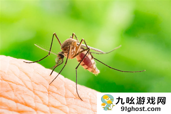 冰岛又发现一只蚊子：来历成谜