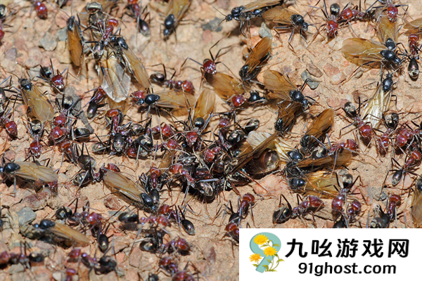 寄生蚁潜入别人巢穴 不费一兵一卒 就能借工蚁的手杀死蚁后自己当王