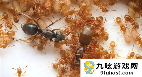 寄生蚁潜入别人巢穴 不费一兵一卒 就能借工蚁的手杀死蚁后自己当王