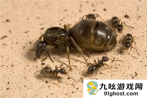 寄生蚁潜入别人巢穴 不费一兵一卒 就能借工蚁的手杀死蚁后自己当王
