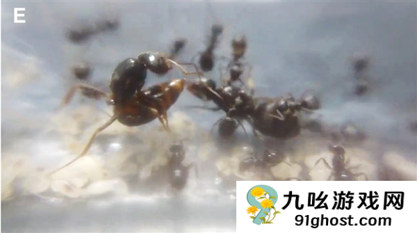 寄生蚁潜入别人巢穴 不费一兵一卒 就能借工蚁的手杀死蚁后自己当王