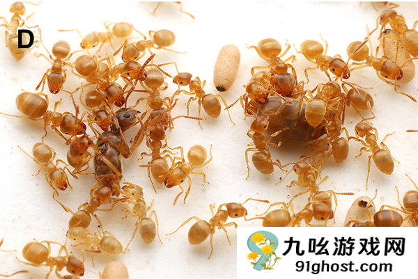 寄生蚁潜入别人巢穴 不费一兵一卒 就能借工蚁的手杀死蚁后自己当王