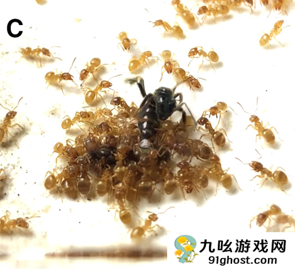 寄生蚁潜入别人巢穴 不费一兵一卒 就能借工蚁的手杀死蚁后自己当王