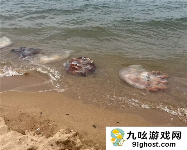 男子酒后骑摩托车压到洒落海蜇打滑摔死 法院判定4方过错