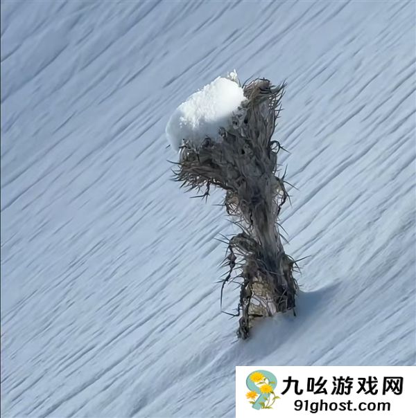 硬核博主只穿背心爬雪山：在海拔6000米处发现雪莲花