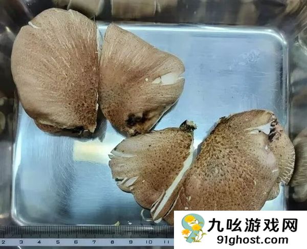 大爷进山采菇求助AI称无毒：吃下去半小时就坏事了