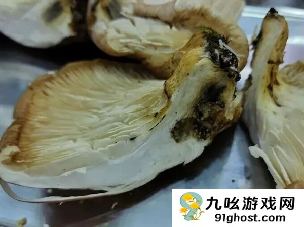 大爷进山采菇求助AI称无毒：吃下去半小时就坏事了