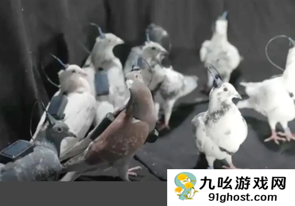 俄罗斯测试脑机接口信鸽：单日飞行500公里 远超传统电动无人机