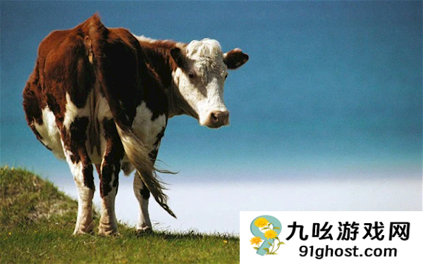 巴西男子屋里睡觉被天降巨牛砸死：同床妻子毫发无伤