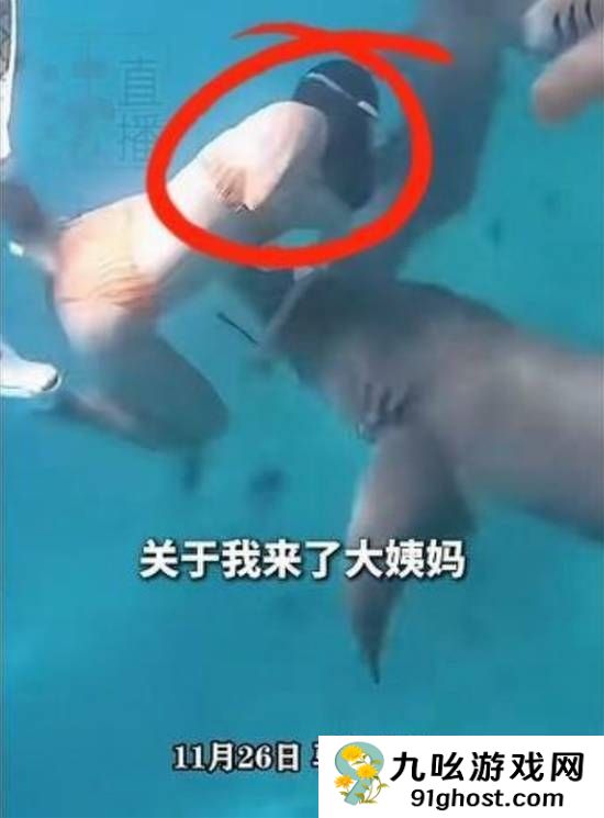 女子生理期海下潜水被鲨鱼咬伤：血腥味刺激鲨鱼