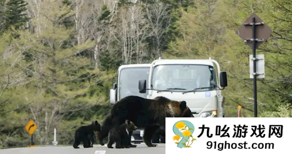 又有熊杀人事件！日本登山者遗体全身抓痕疑遭熊袭击