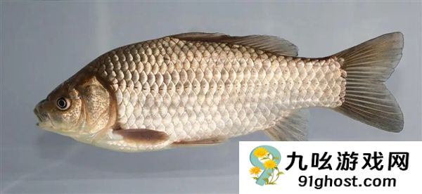 宠物金鱼北美泛滥：成群结队 堪称金鱼蝗灾”