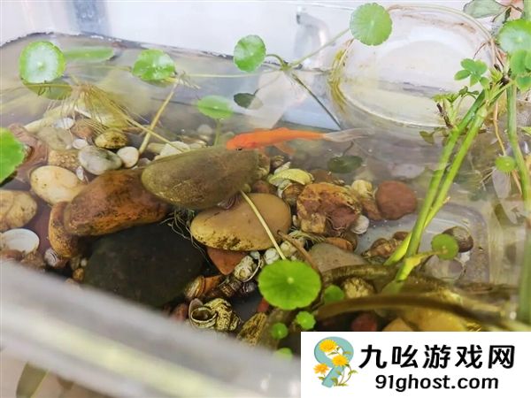 宠物金鱼北美泛滥：成群结队 堪称金鱼蝗灾”