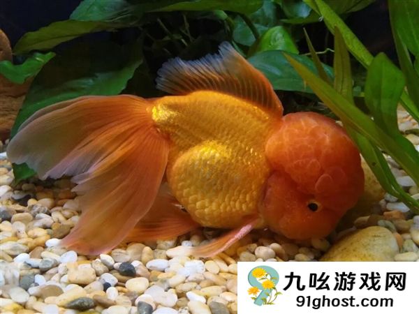 宠物金鱼北美泛滥：成群结队 堪称金鱼蝗灾”