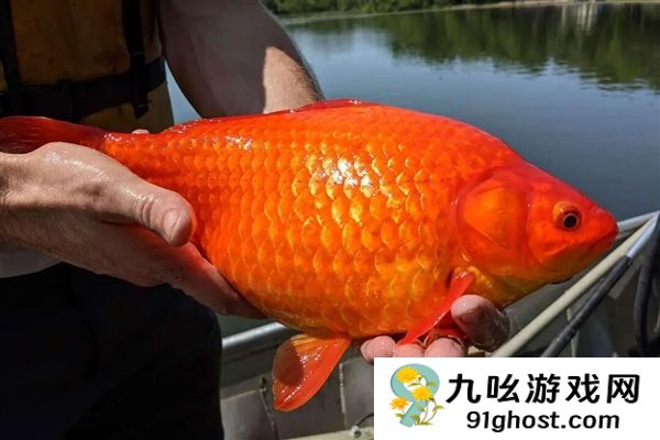 宠物金鱼北美泛滥：成群结队 堪称金鱼蝗灾”