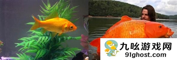 宠物金鱼北美泛滥：成群结队 堪称金鱼蝗灾”