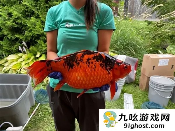 宠物金鱼北美泛滥：成群结队 堪称金鱼蝗灾”