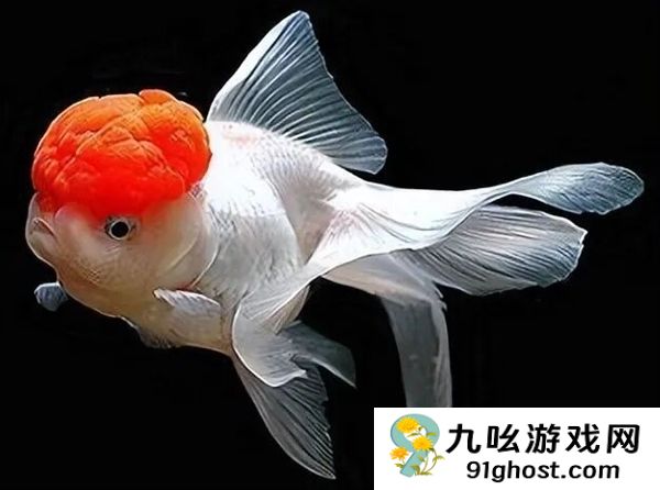 宠物金鱼北美泛滥：成群结队 堪称金鱼蝗灾”