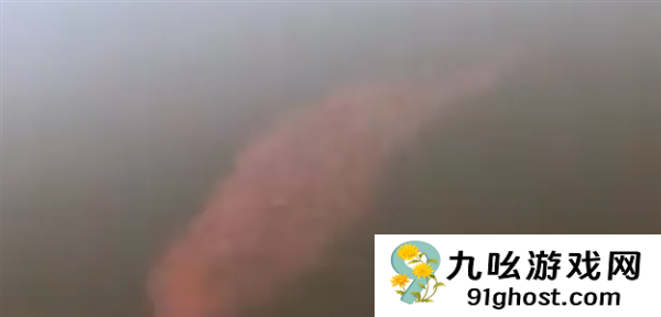 宠物金鱼北美泛滥：成群结队 堪称金鱼蝗灾”