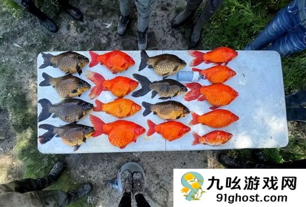 宠物金鱼北美泛滥：成群结队 堪称金鱼蝗灾”