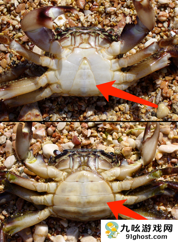 它从胸口排便 用眼睛尿尿！你还很爱吃