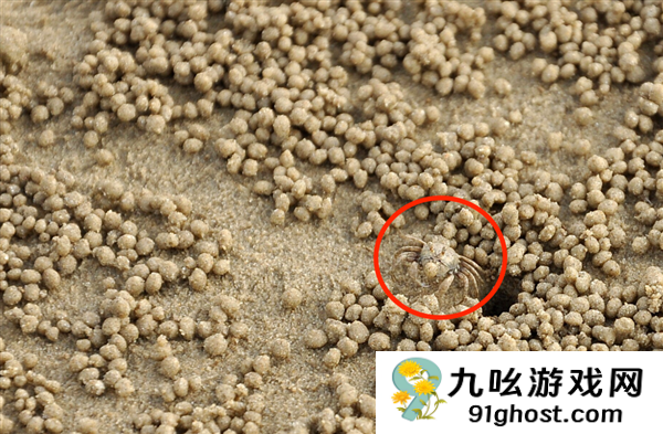 它从胸口排便 用眼睛尿尿！你还很爱吃