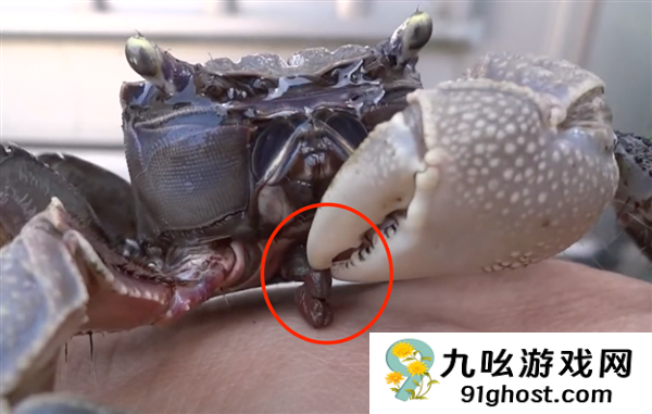 它从胸口排便 用眼睛尿尿！你还很爱吃