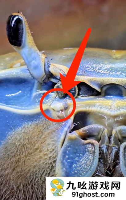 它从胸口排便 用眼睛尿尿！你还很爱吃