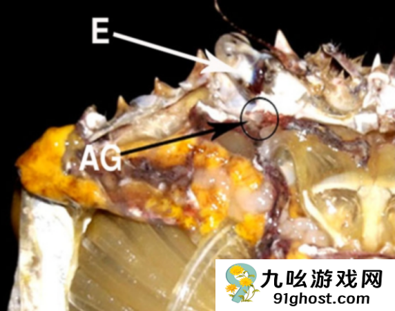 它从胸口排便 用眼睛尿尿！你还很爱吃
