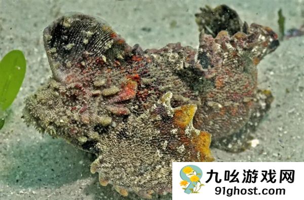 南方海边的这种鱼 踩到真的会要命