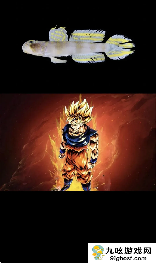 这条刚刚发现的鱼 正是被命名为：超级赛亚人！