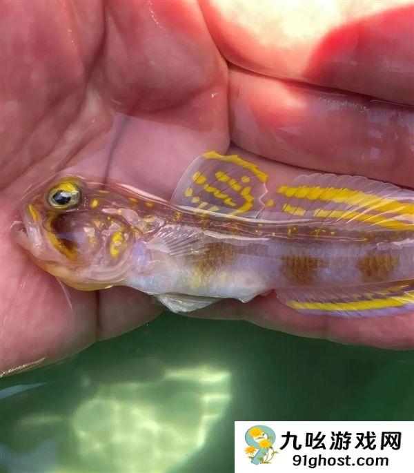 这条刚刚发现的鱼 正是被命名为：超级赛亚人！