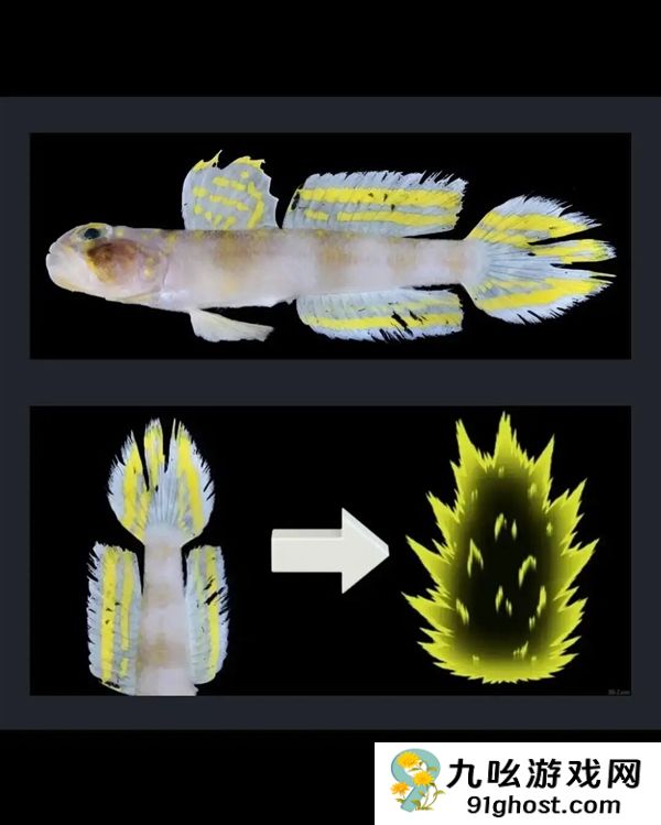 这条刚刚发现的鱼 正是被命名为：超级赛亚人！