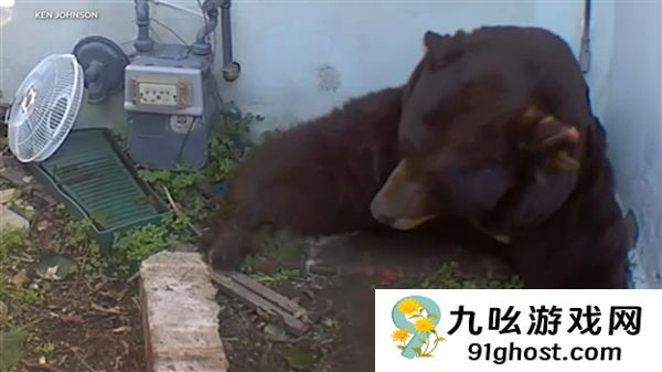 肚子都贴到地上了！美国男子发现自家地下室被一头巨熊霸占