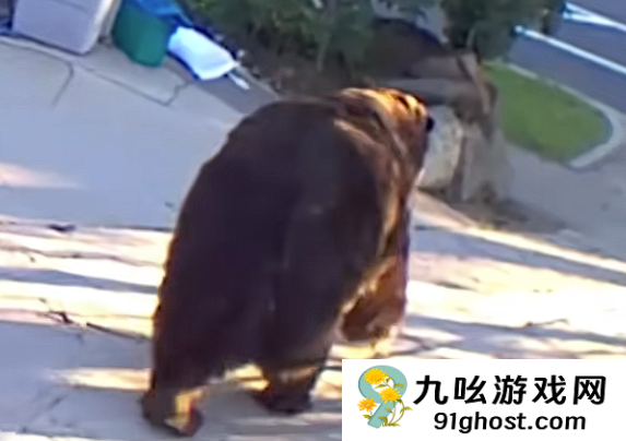 肚子都贴到地上了！美国男子发现自家地下室被一头巨熊霸占