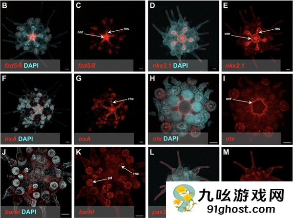 这种生物全身都是大脑和眼睛：正被人类端上餐桌