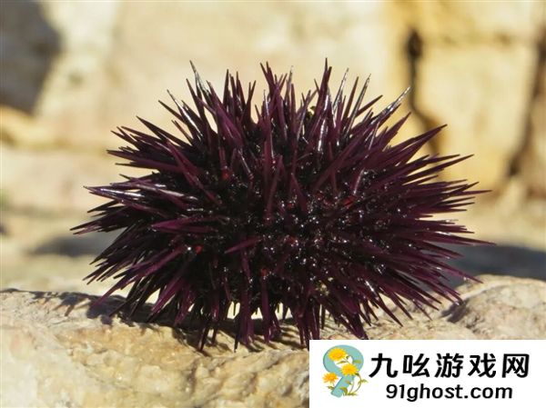 这种生物全身都是大脑和眼睛：正被人类端上餐桌